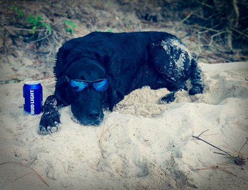 Dog on the Beach with a Bud Light!
